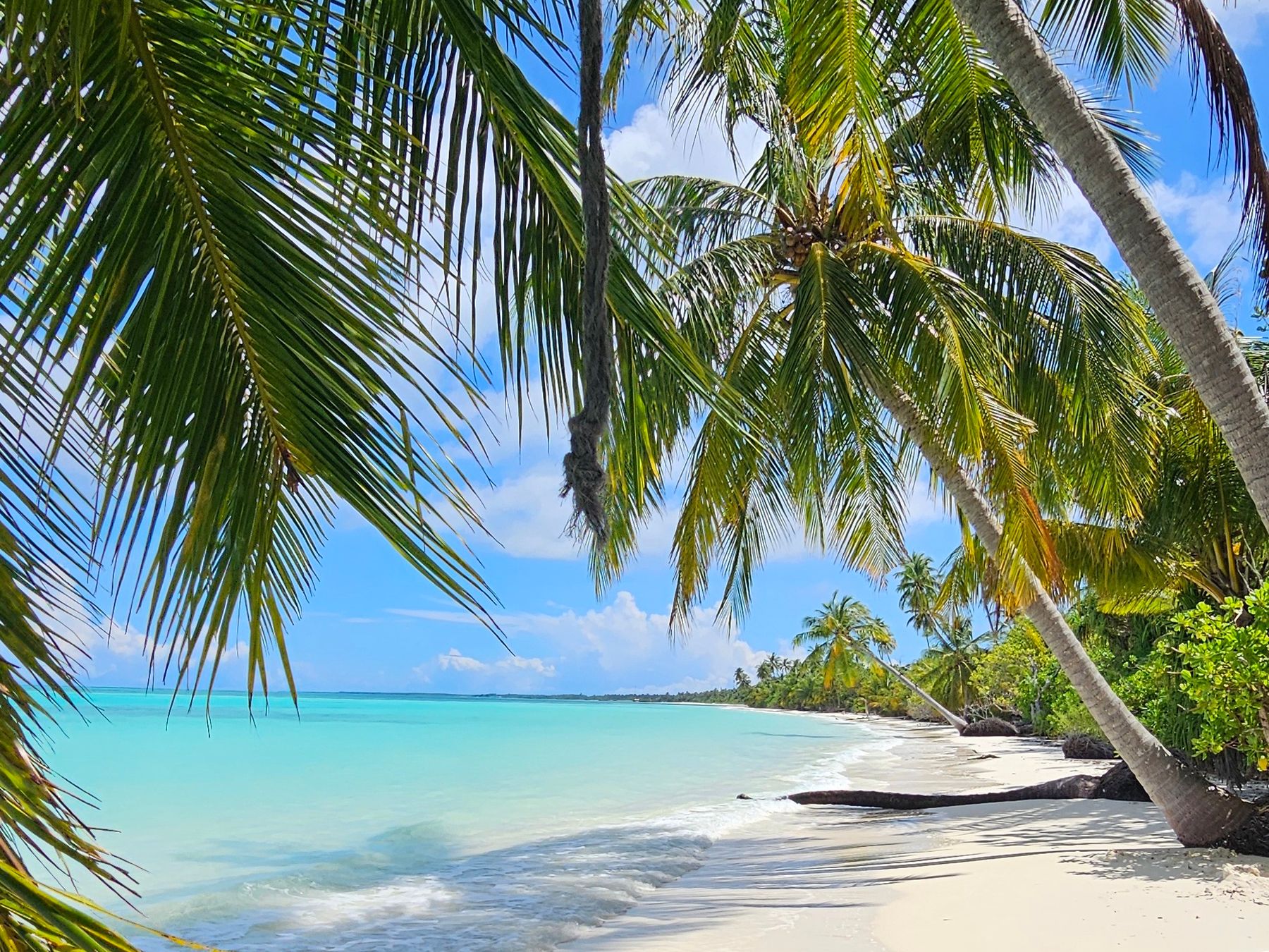 Long white sand beach lined with palm trees over turquoise sea