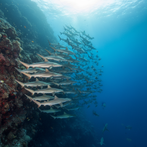 Banda Sea Pelagic Season — Hammerheads, Mola, and What to Expect